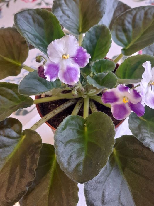 Комнатные фиалки