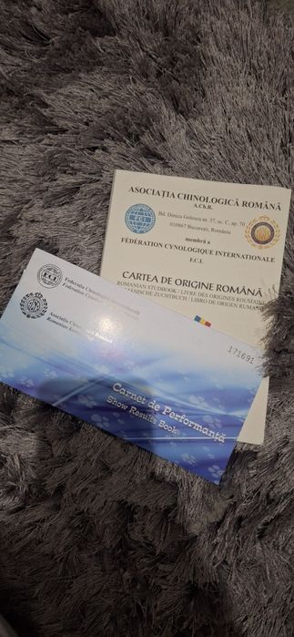 Ciobanesc belgian malinois