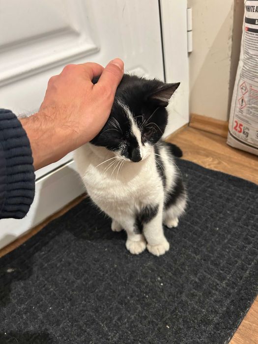 Сладко мъжко котенце търси дом Варна