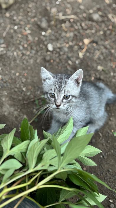 Отдам котят, котята
