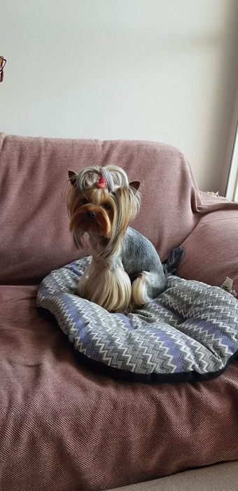 Мини Йорк ждёт невест