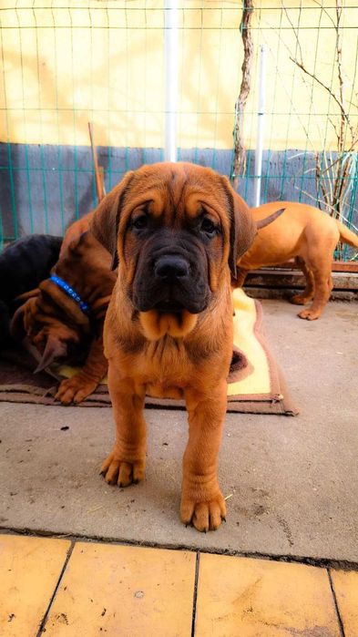 Pui Tosa Inu cu pedigree