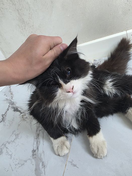 Кошки оба не видят