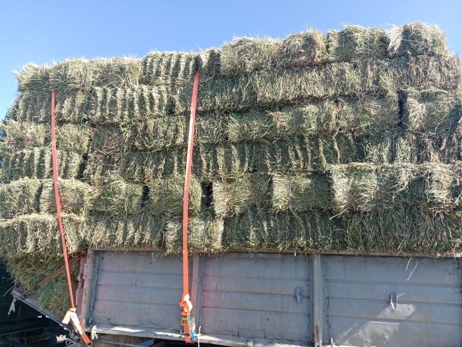 Клевер  Жонышка.