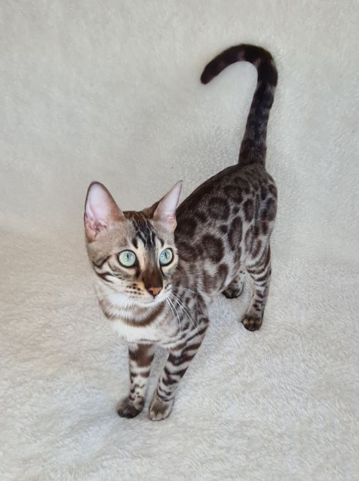 Мини леопард для вас!