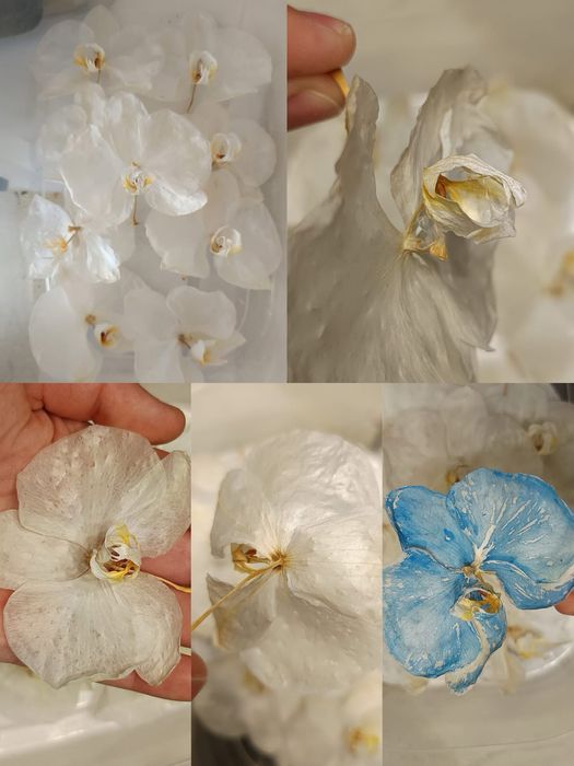 Сушени в силика орхидеи