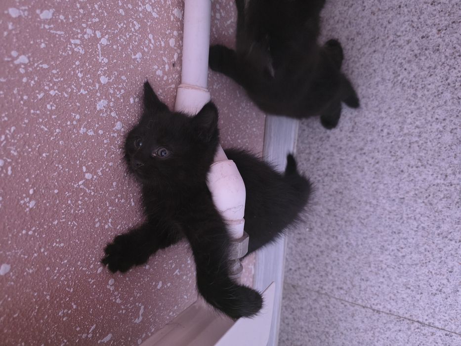 Котята ищут добрые руки