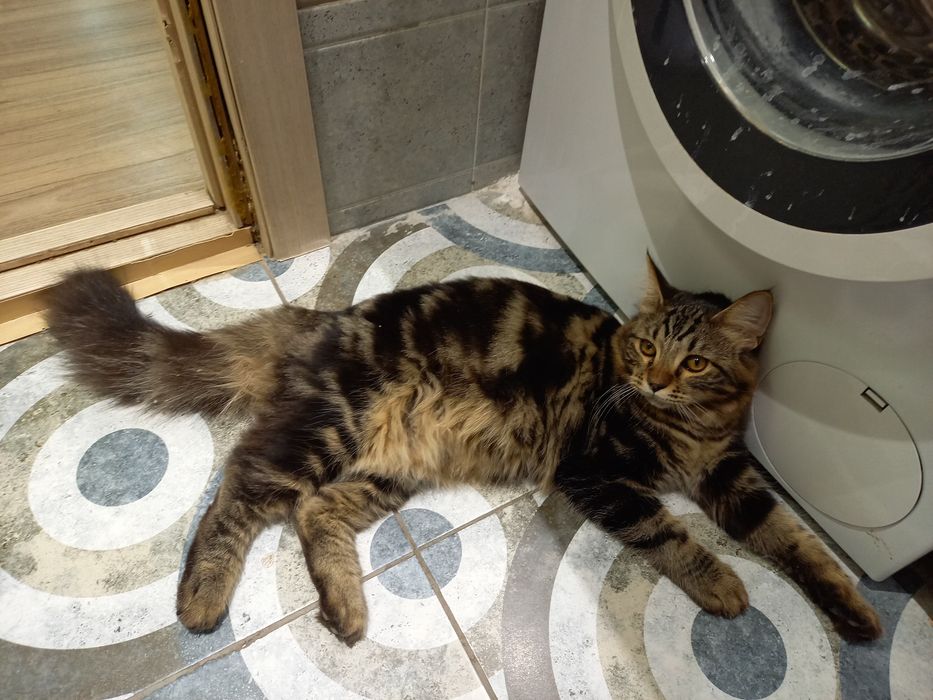 Домашние кошка и кот
