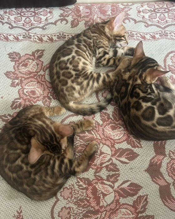 Бенгальские котята