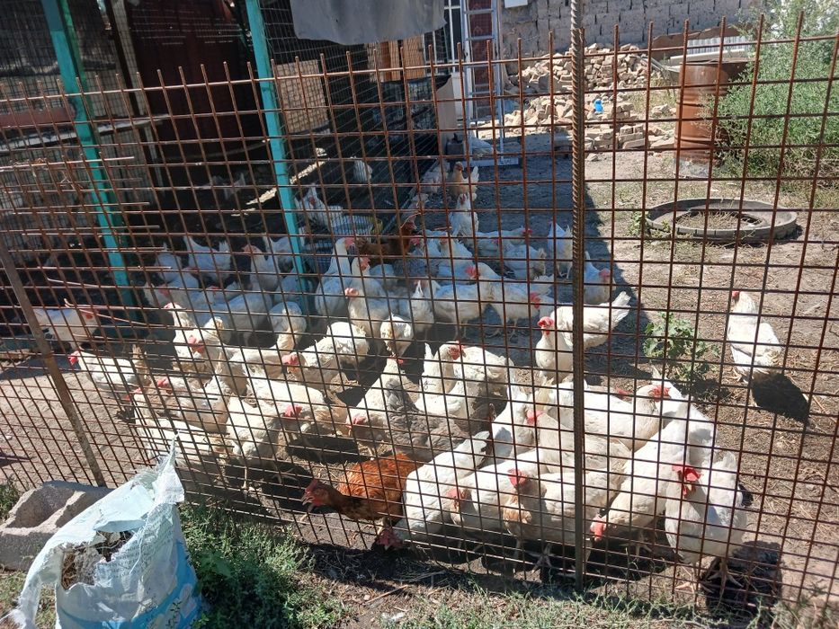 Срочно продам курей