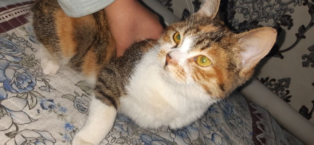 6oyli mushuk sotiladi