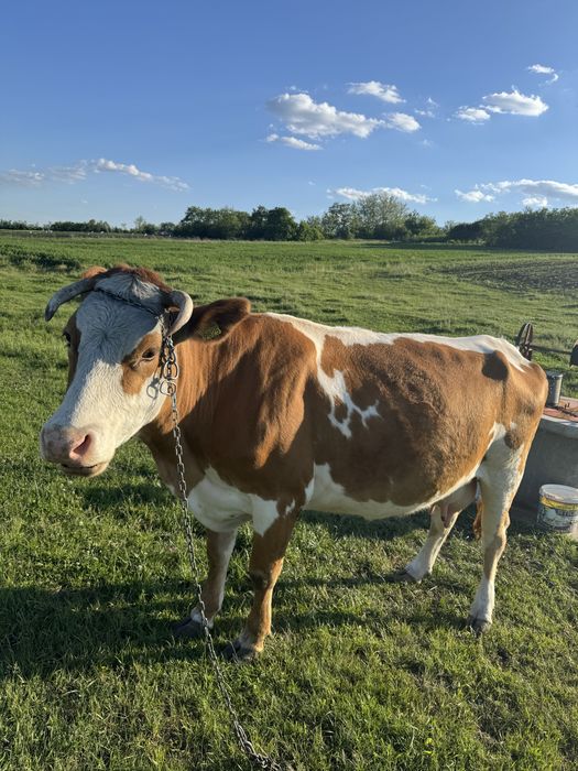 Vaca tanara buna de lapte