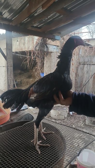 Дакан петушки 6месяцев