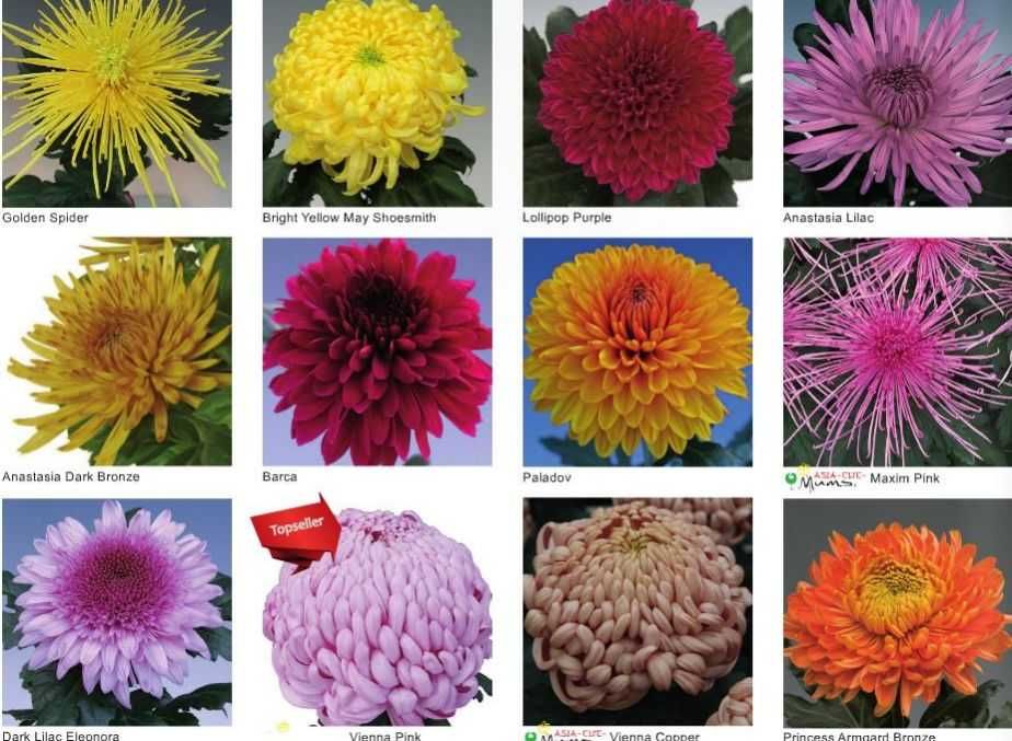 Butasi crizanteme 50+25 gratis