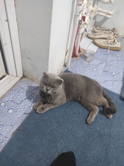 Шиншила дамашни мушук