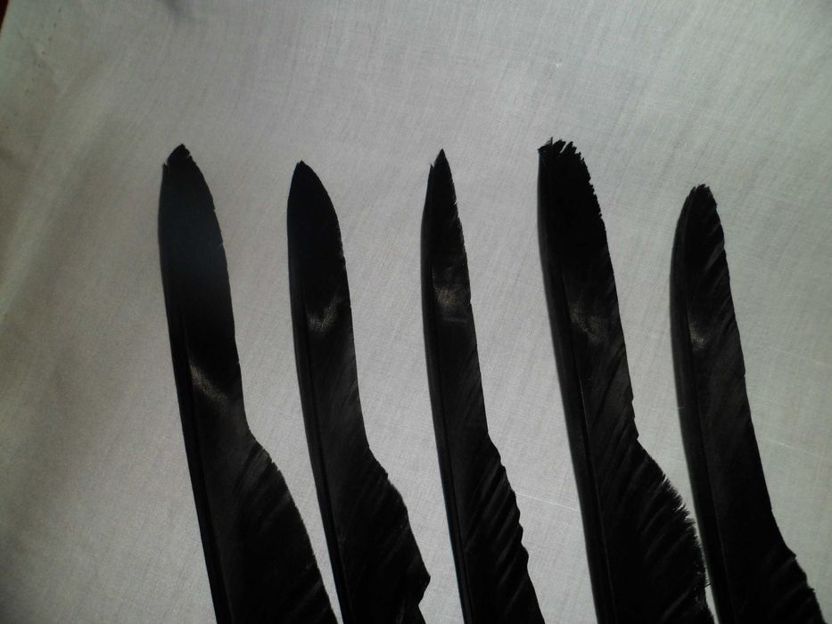Перья Ворона Черного