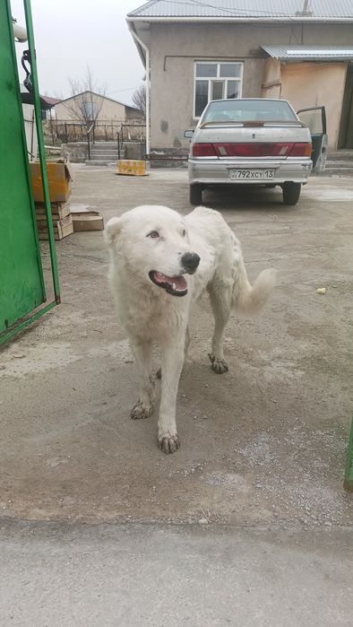 Алабай ит сатылады