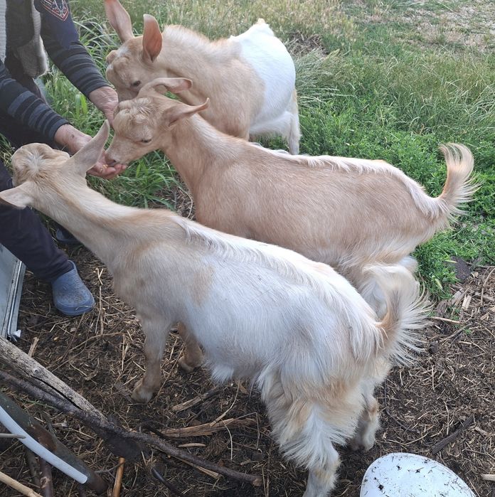 Vând 3 iezi(sau schimb unul dintre ei cu iadă)rasă foarte bună