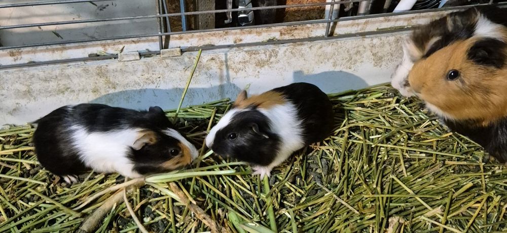 Porcușori de guineea