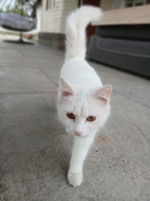 Отдам кошку в добрые руки