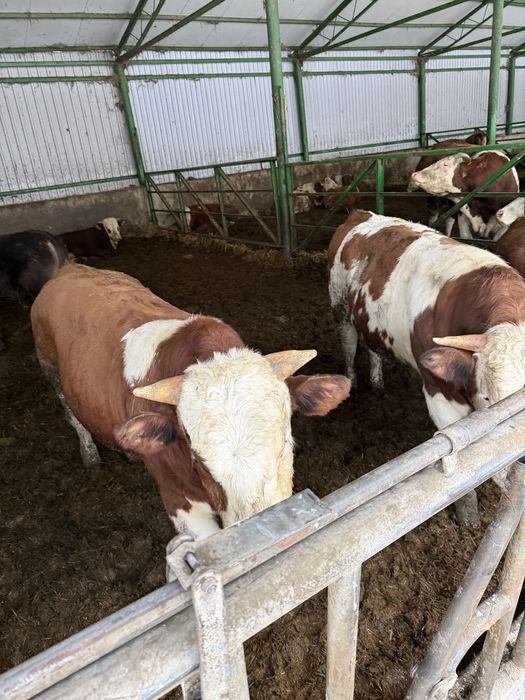 Vand tauri intre 280-400 kg