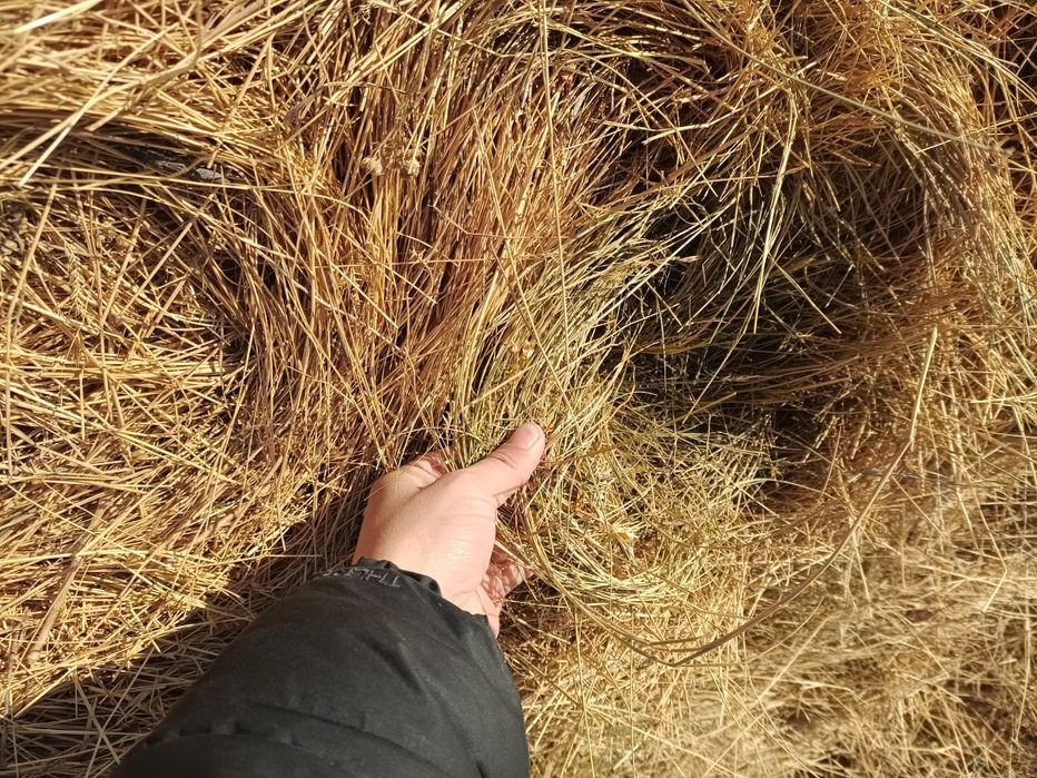 Луговое сено.   .