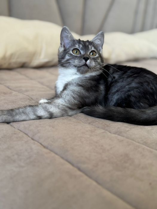 Шикарный пацан ищет добрые руки