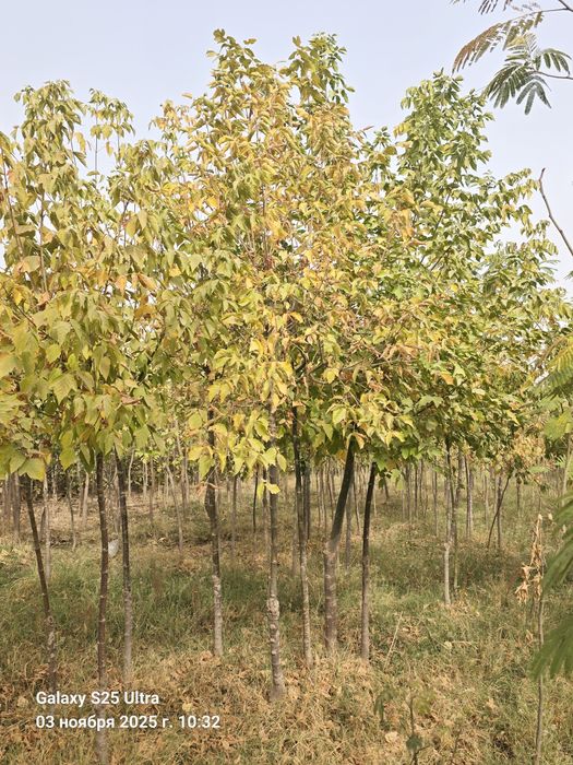 Ясин дарахт тошкентга даставка бор