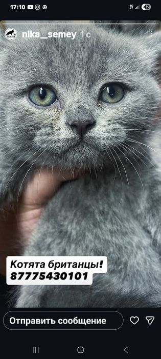 Котята британцы чистокровные рождение 7 апреля