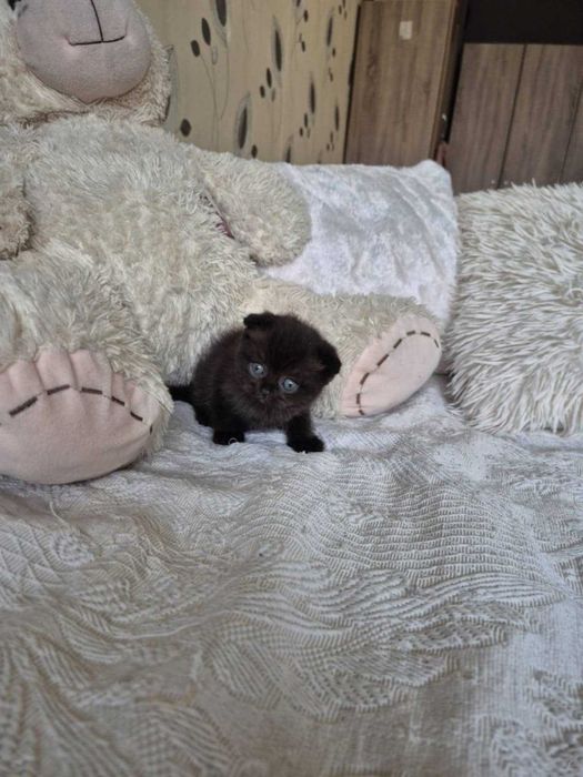 Британски късокосмести котета