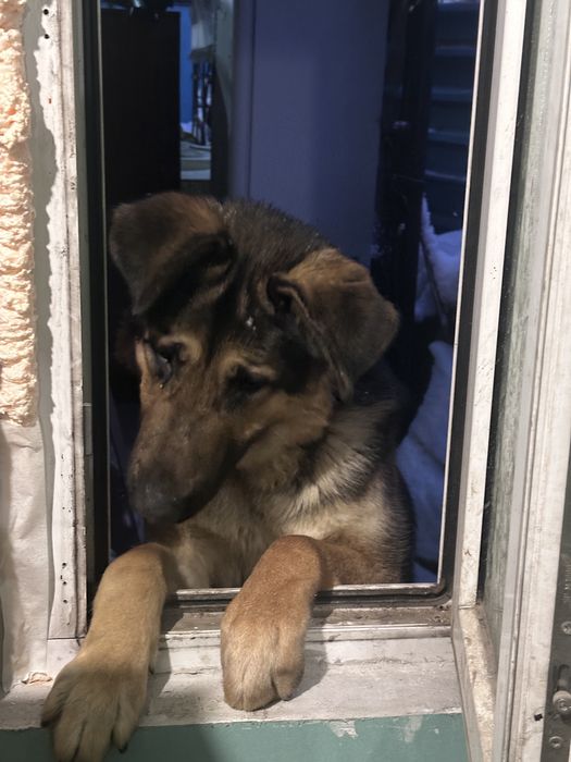 Породистая овчарка