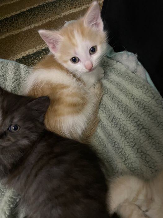 Отдам котят в добрые руки!