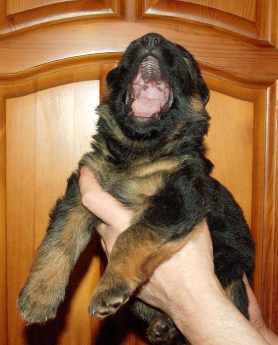 Малыши готовы к брони Немецкая овчарка