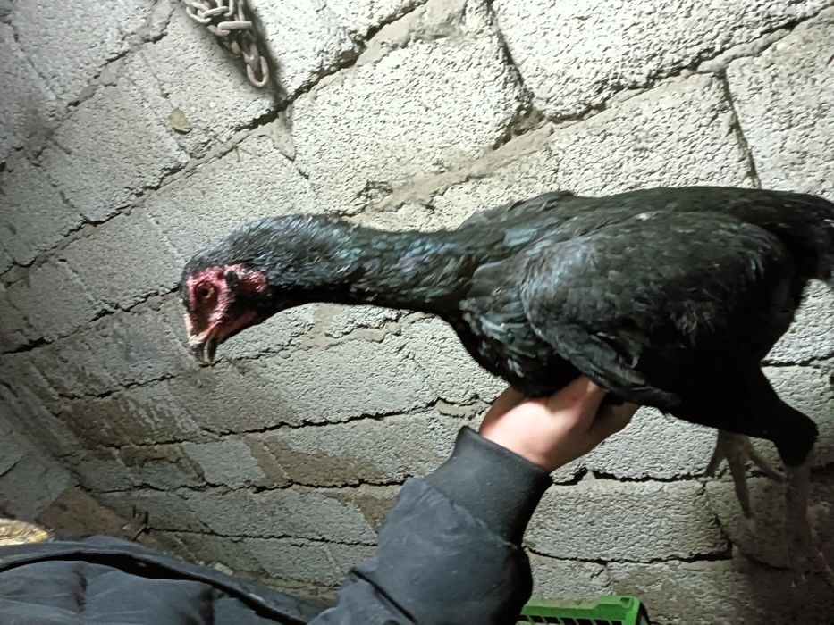 Дакар тауык кораз