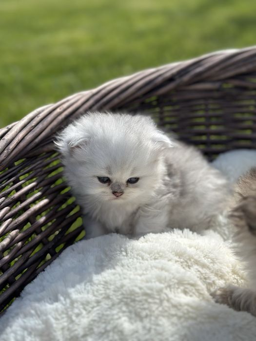 Scottish longhair CU PEDIGREE