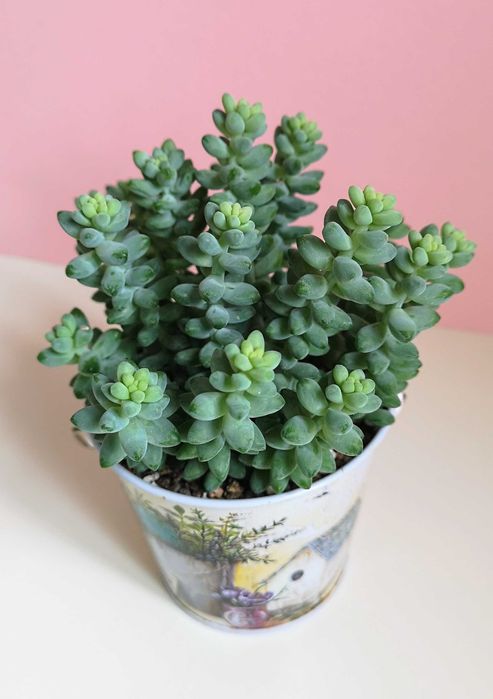 Суккуленты разные