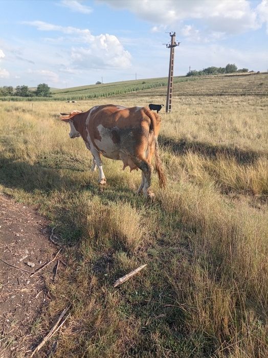 Vind vaca cu vițel