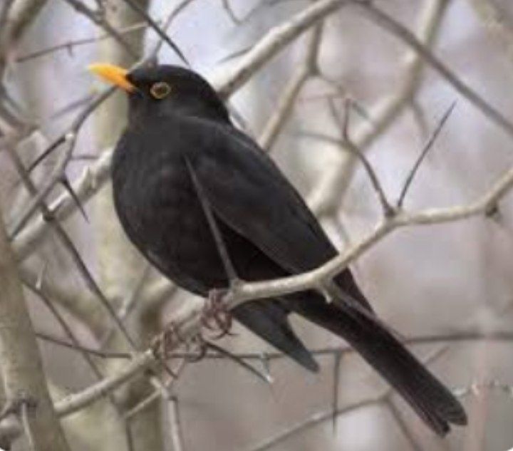 Yetuk ruslarga josuslik qilish