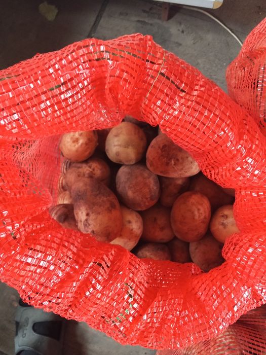 Продам картошку сорт Галла
