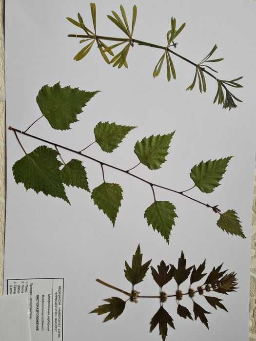 Морфологичен хербарий