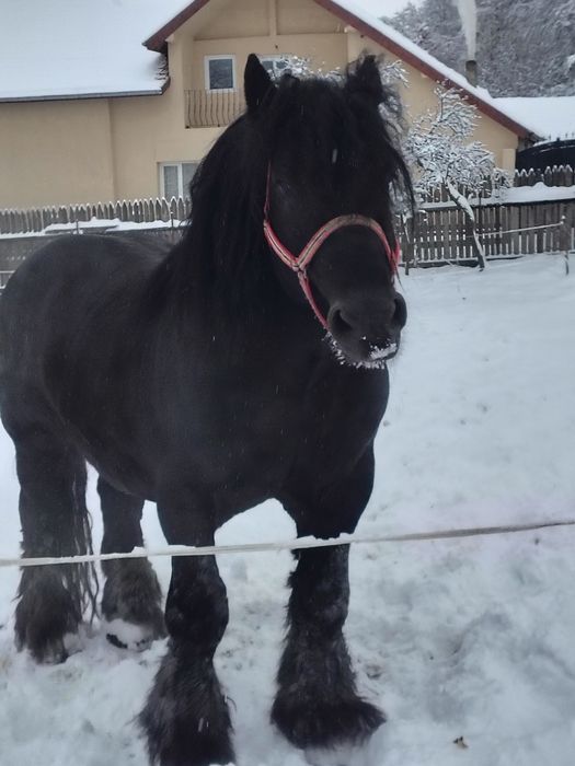 Armăsari pentru monta blond și negru