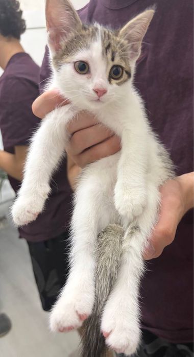 Ищем дом котятам