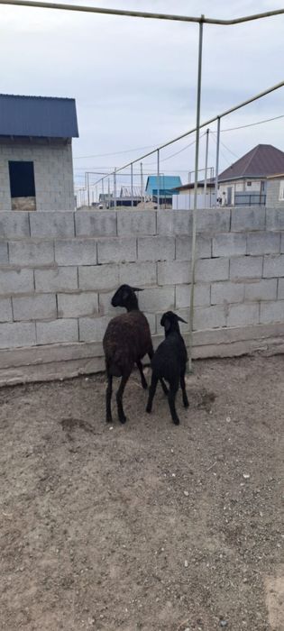 Продается бараны