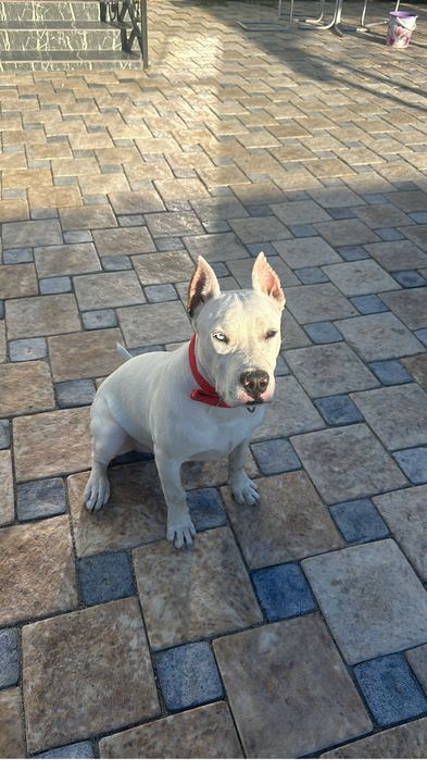 Продам стаффорда с вольером