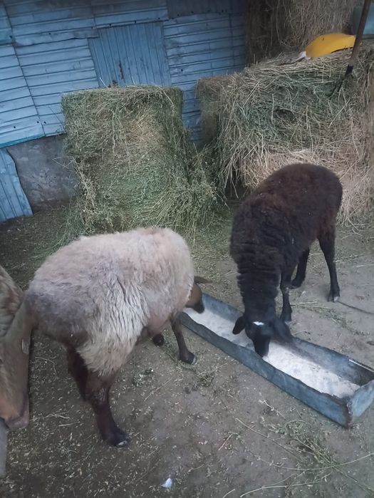 Продам овцы /Қой сатылады