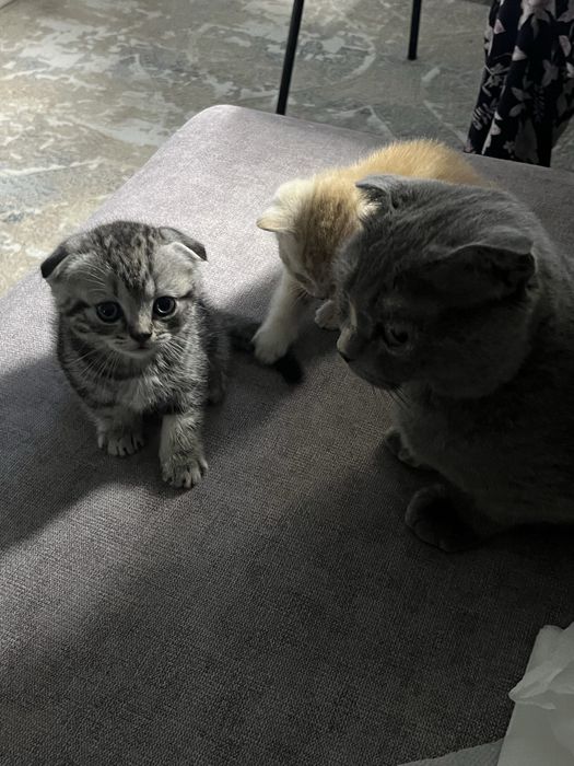 шотландские котята