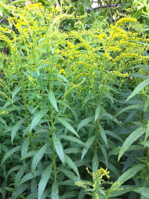 сортовая солидага - золотарник медонос с лимонно желтыми соцветиями