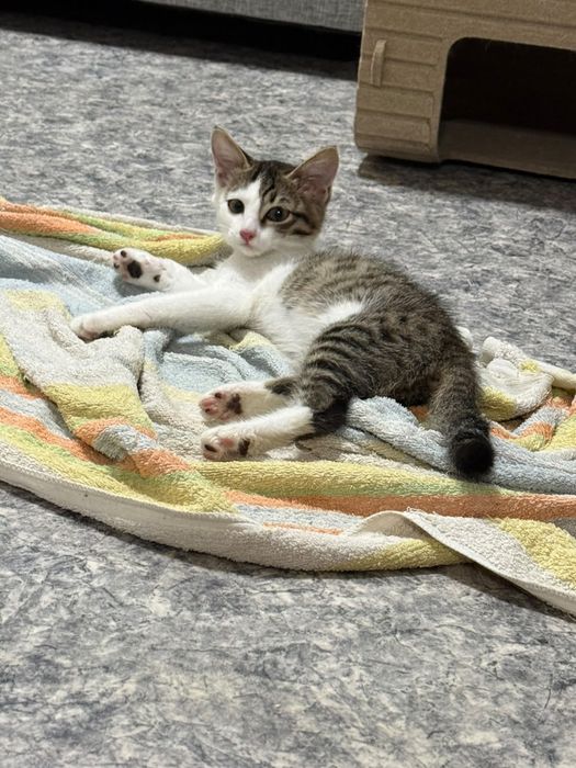 Котята в добрые руки город Алматы