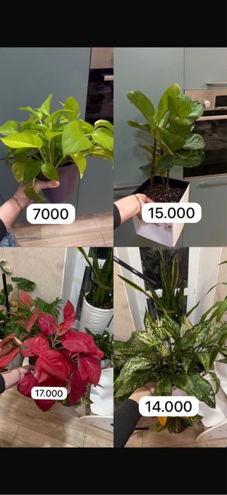 Комнатные цветы