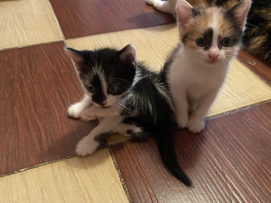 отдам котят в добрые руки